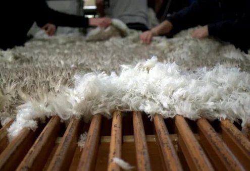 Türkmenistan, Rusya'nın Ulyanovsk Oblastı'na 707,5 ton koyun yünü ihraç etti