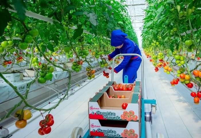 “Ýigit” hojalyk jemgyýeti aýda 1,5-2 müň tonna pomidor eksport edýär