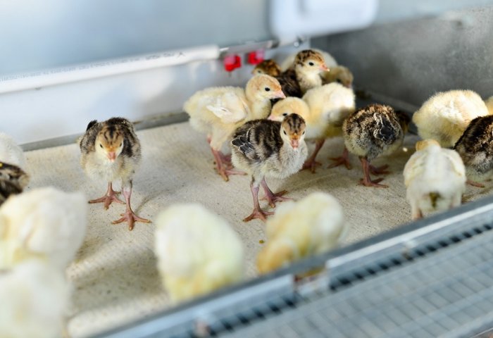 Turkmen Private Poultry Farm Grows 12.5 Thousand Turkeys