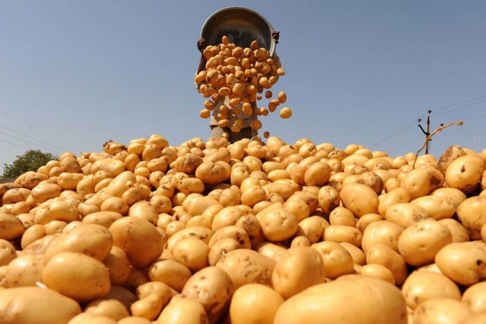 Spring Sowing of Potatoes Completes in Turkmenistan’s Dashoguz Velayat
