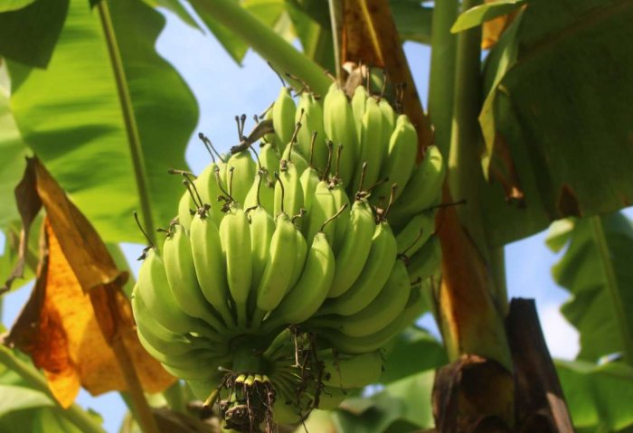 Subsidiary Farm of Dashoguz Sanatorium Harvests First Banana Crop