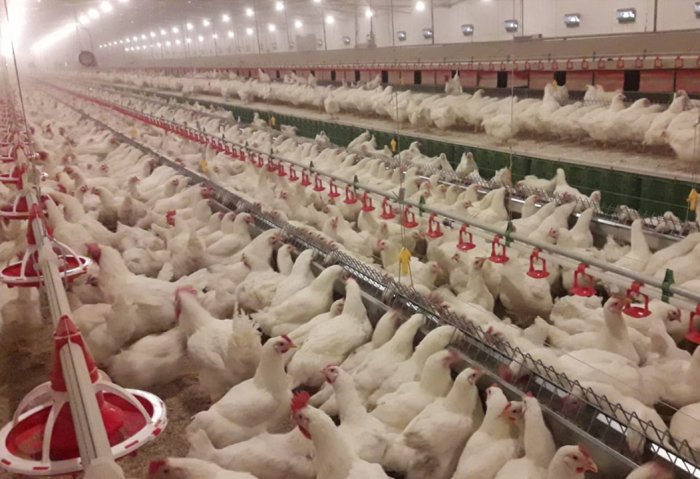 Diýar Guşy to Supply Local Farms With Broiler Chickens