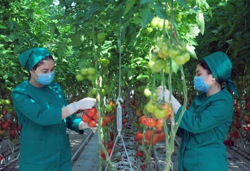 Türkmenistanlı girişimciler, ocak ayında 10,5 bin ton domates ihraç ettiler