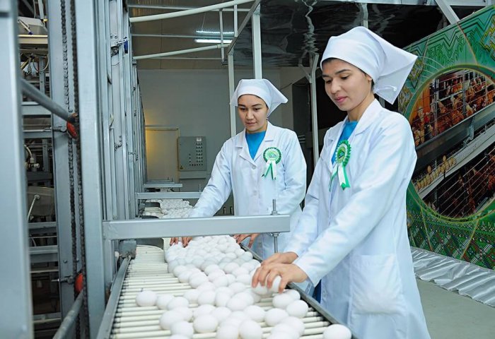 На птицекомплексе Ахалского предпринимателя ежедневно собирают около 70 тысяч яиц
