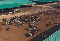 Ýumak to Import 1,485 Head of Breeding Livestock From Europe