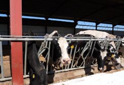 “Ýumak” Ýewropa ýurtlaryndan tohumlyk mallaryň 1485-sini satyn alar