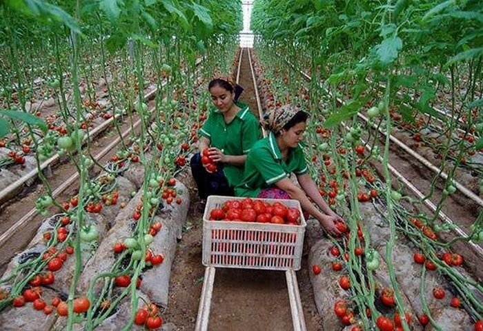 Altın Bürgüt yaklaşık 300 ton domates ihraç etti
