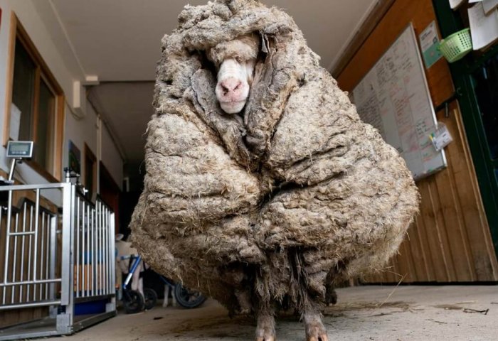 Avustralya’da ormanda bulunan koyunun üzerinden 35 kilogramdan fazla yün çıktı