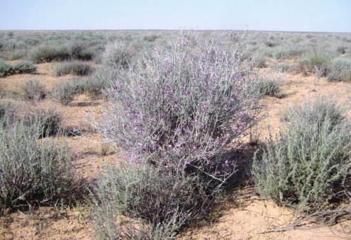 Туркменские учёные разработали меры по восстановлению пастбищных угодий