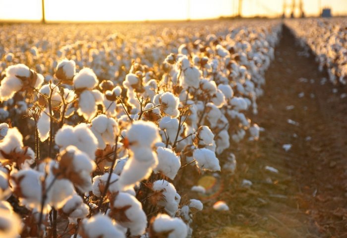 Cotton Bolls Began to Ripen Early in Turkmen Fields