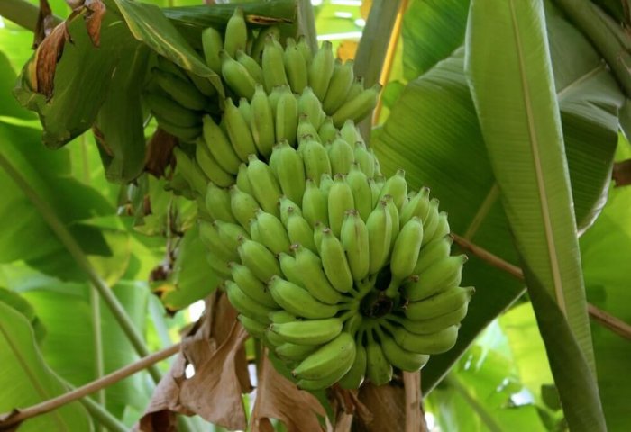 «Ferhar» в этом году планирует собрать 70 тонн бананов