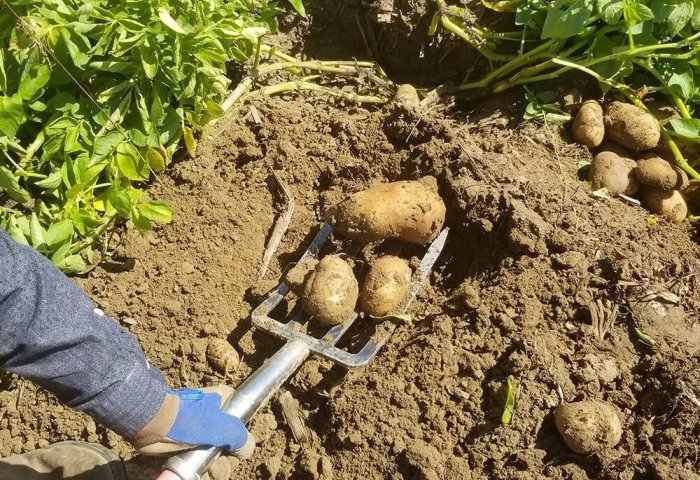 Tebigı Ekin 300 hektarlık araziye patates ekti