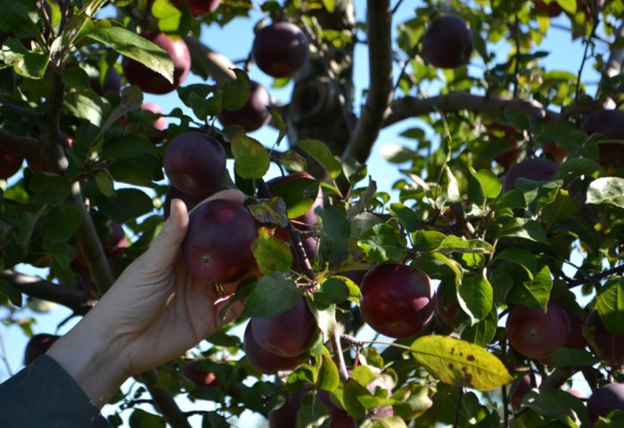Farmers in Sandykgachy Harvested 500 Tons of Fruit