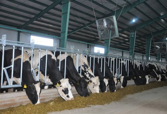 Туркменский частный сектор увеличивает производство животноводческой продукции