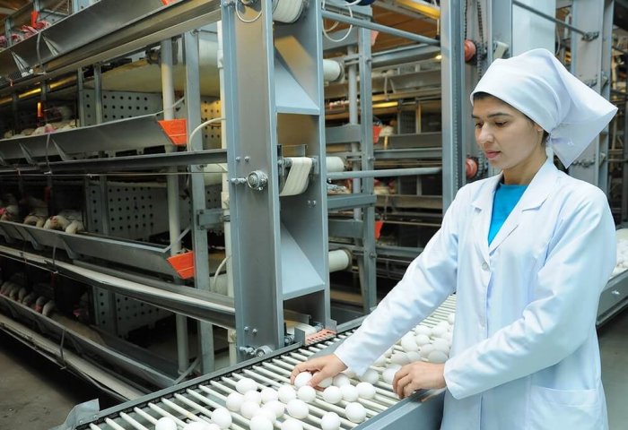 Poultry Farm in Turkmenistan’s Lebap Produces 45 Thousand Eggs Daily