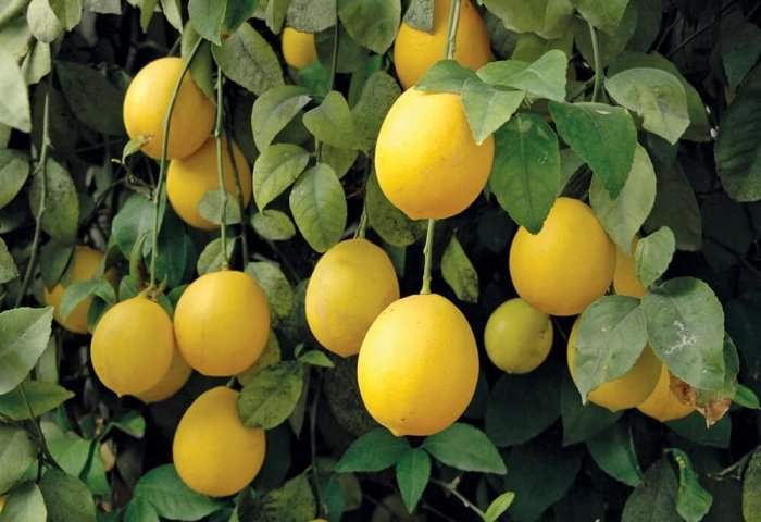Марыйские аграрии планируют собрать богатый урожай лимона