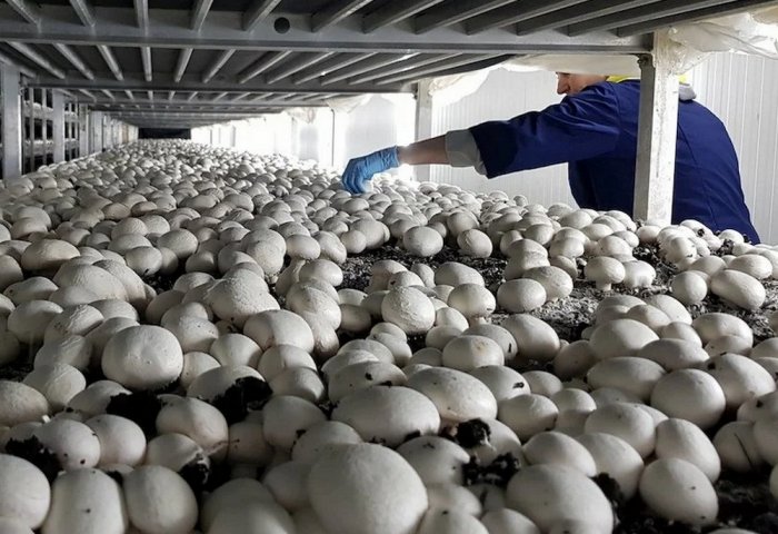 New Mushroom Greenhouse Opens in Dashoguz Province