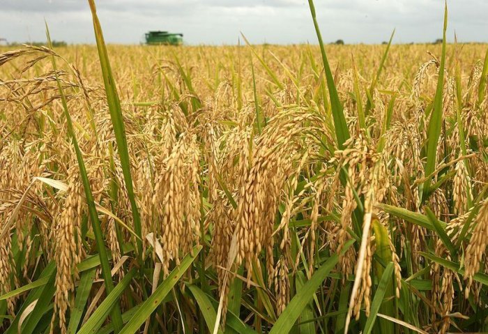 Rice Producers of Dashoguz Hit Production Target