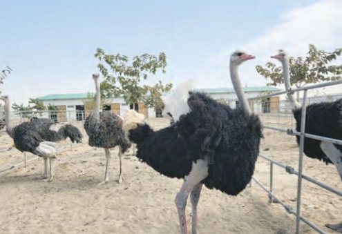 Türkmenistanlı kadın girişimcinin çifliğindeki deve kuşu sayısı 2.000’i aştı