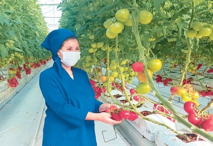 В тепличном хозяйстве « Hasylly» собрано более 280 тонн помидоров