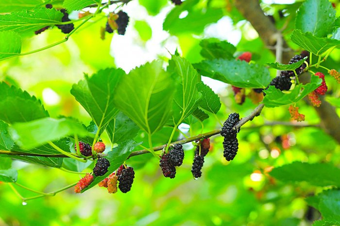 Farmers to Plant 500,000 Mulberry Seedlings in Northern Turkmenistan