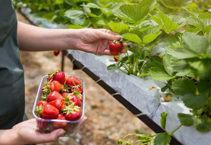Turkmen Entrepreneur Starts Growing Strawberries in Greenhouse