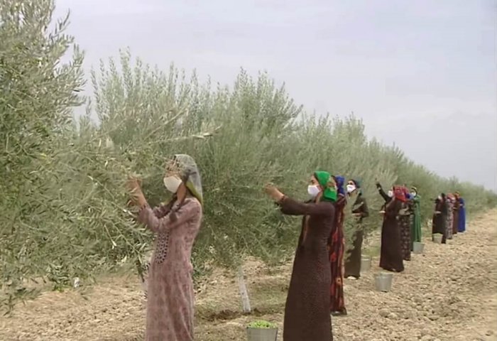 Turkmen Farmers Start Harvesting Olives