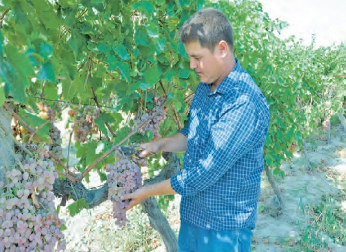 Farmer Expects to Harvest Eighty Five Tons of Grapes 