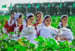 Turkmenistan to Launch Cotton Harvest on September 11